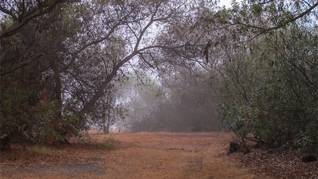 misty-trail2