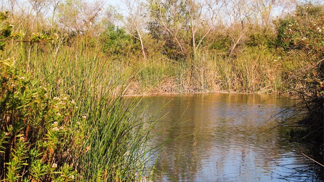 southern wetlands Spring