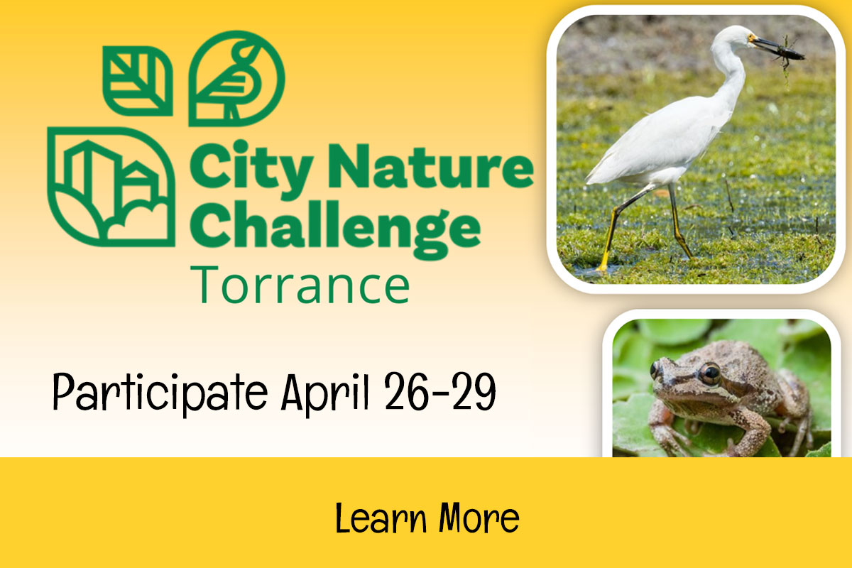 City Nature Challenge - Torrance