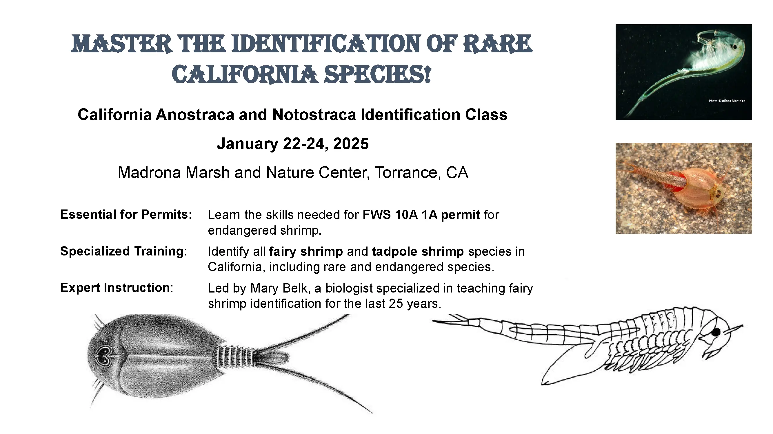 California Anostraca and Notorstraca Identificaton class January 22-24, 2025 held at Mardron Marsh and Nature Center, Torrance CA