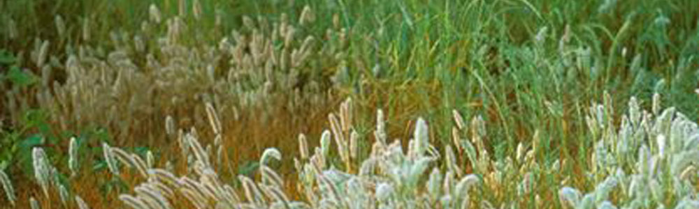 Madrona Marsh grasses