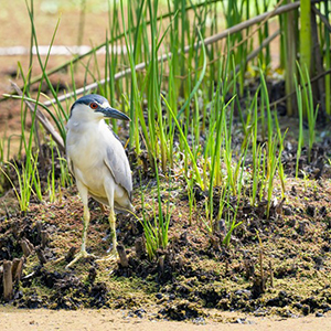 bird found at Madrona Marsh