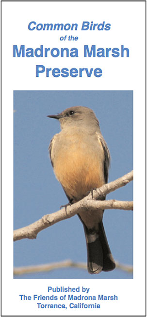 Common Birds of Madrona Marsh Preserve