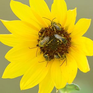 Yellow flower with Bees at Madrona Marsh