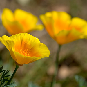 Flowers found at Mardrona Marsh