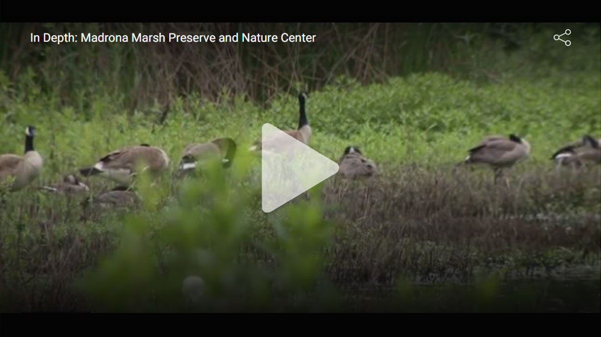 In Depth: Madrona Marsh Preserve and Nature Center featured on Fox11 News