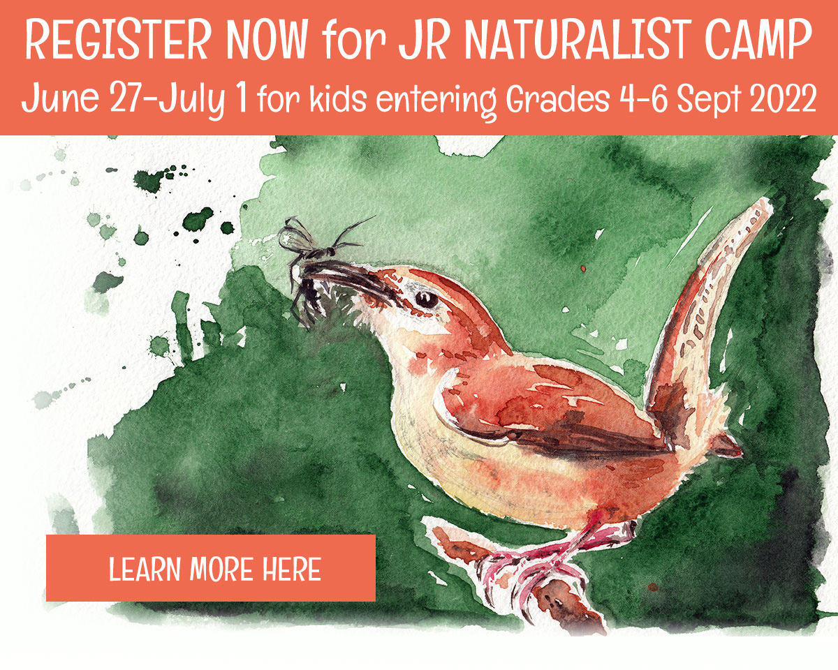 register now for junior naturalist camp at Madrona Marsh in Torrance