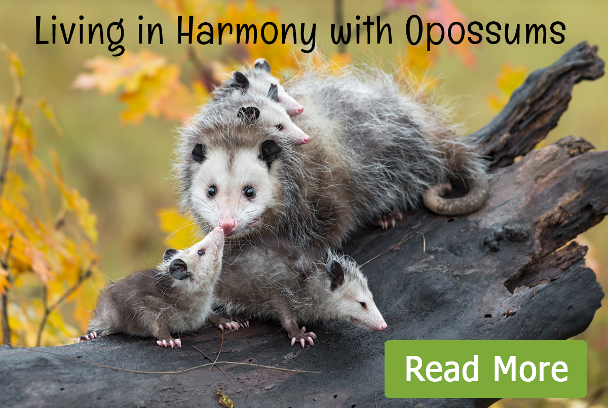 Living in harmony with opossums