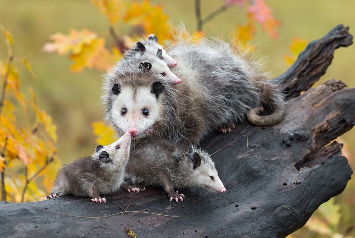 opossum mother and young