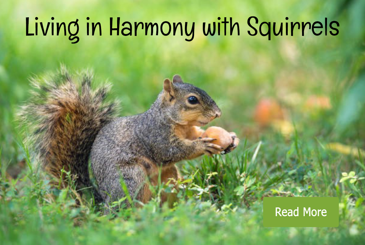 Living in harmony with squirrels