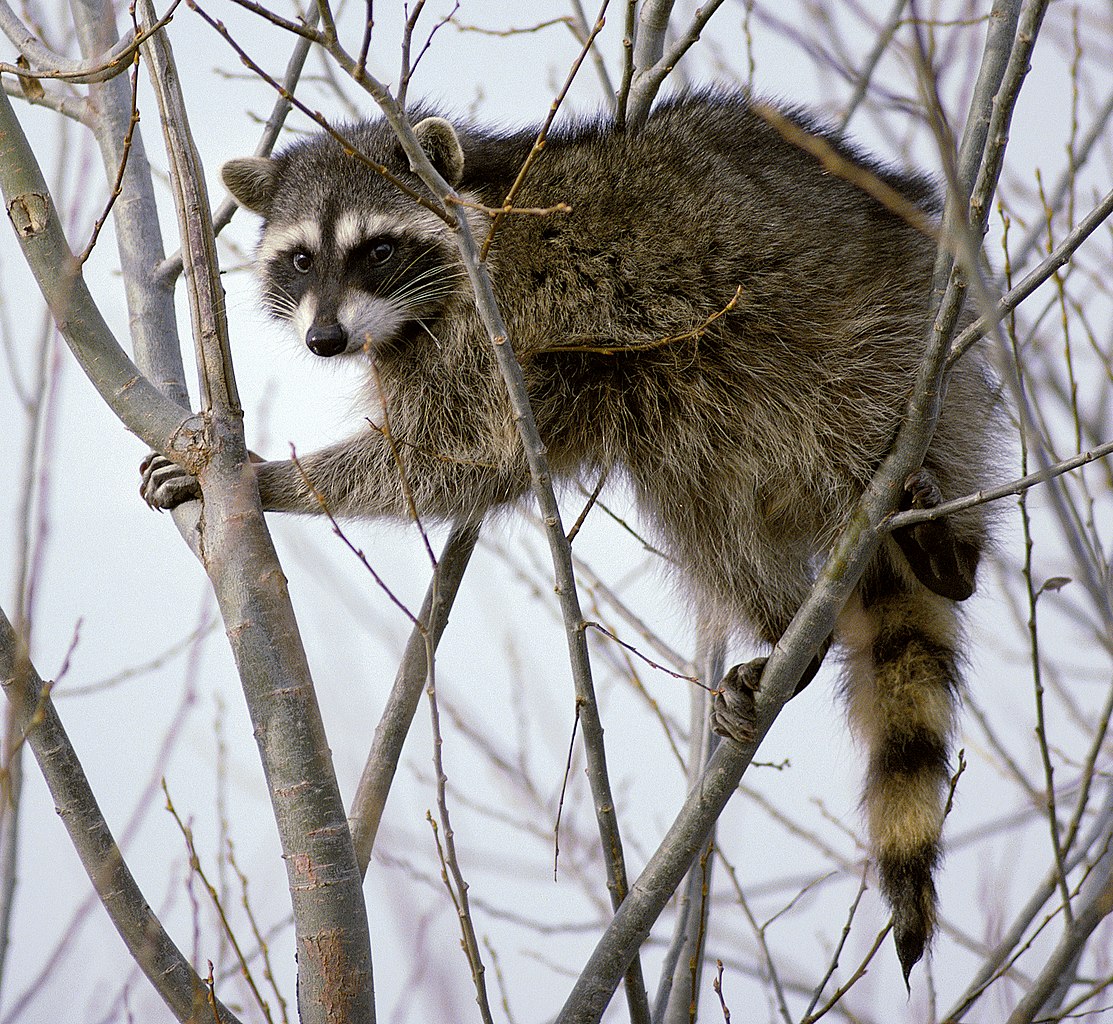 raccoon climbing tree